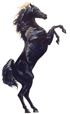Black horse rearing