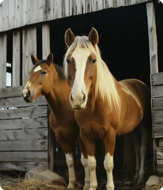 Two horses standing together